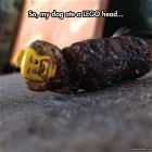 My Dog Ate A Lego