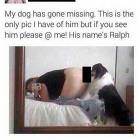 My Dog Is Missing