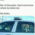 My Ducks