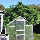 My Little Green House