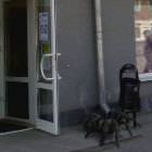 My New Pet