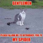 My Spider