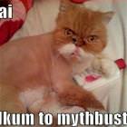Mythbusters Cat