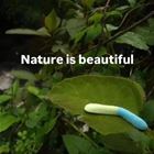 Nature Is Beautiful