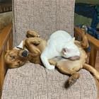 Need A Nap