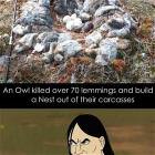 Nest