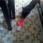 New Dog Toy
