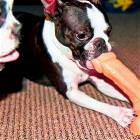 New Dog Toy