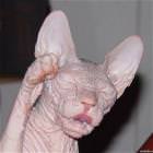 Nice Cat