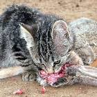 Nice Cute Kitty