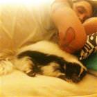 Nice Cute Pet