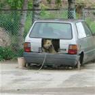 Nice Dog House