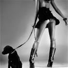 Nice Dog