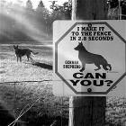 Nice Doggy