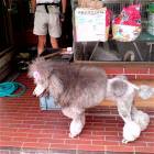 Nice Haircut