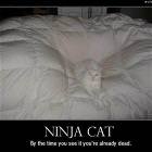 Ninja Cat
