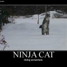 Ninja Cat