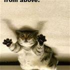 Ninja Cat