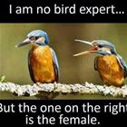 No Bird Expert