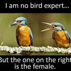 No Bird Expert