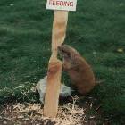 No Feeding Here