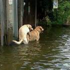 No Flood Will Stop Them