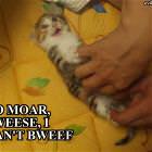 No More Pweez