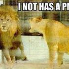 No Pms