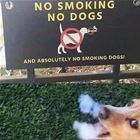 No Smoking Dogs