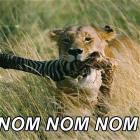 Nom-nom