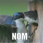 Nom