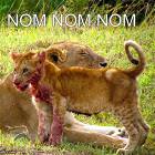 Nom Nom Nom