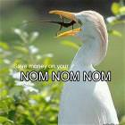 Nom Nom Nom Nooooooo