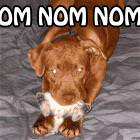 Nom Nom