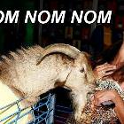Nommm Nommmm Nommmm Boobs