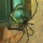 Nope Vs Nope
