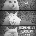Normal Cat