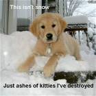 Not Ashes