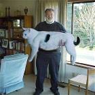 Obese Cat