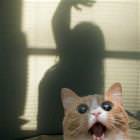 Oh Noes