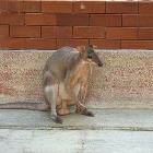 Old Balls Kangaroo
