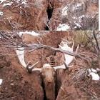 Once A Moose