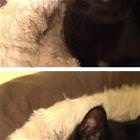 One Eyes Cat