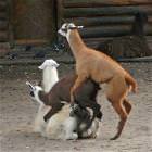 Orgy