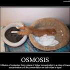 Osmosis