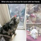 Out For Lunch With Friends