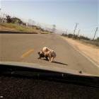 Out In The Road