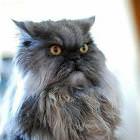 Owl Cat