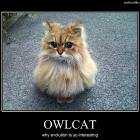 Owlcat Is Interesting