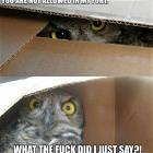 Owls Fort